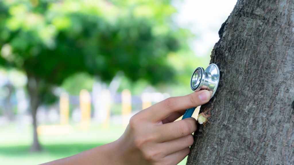 The Expert Guide to Finding a Regina Tree Doctor